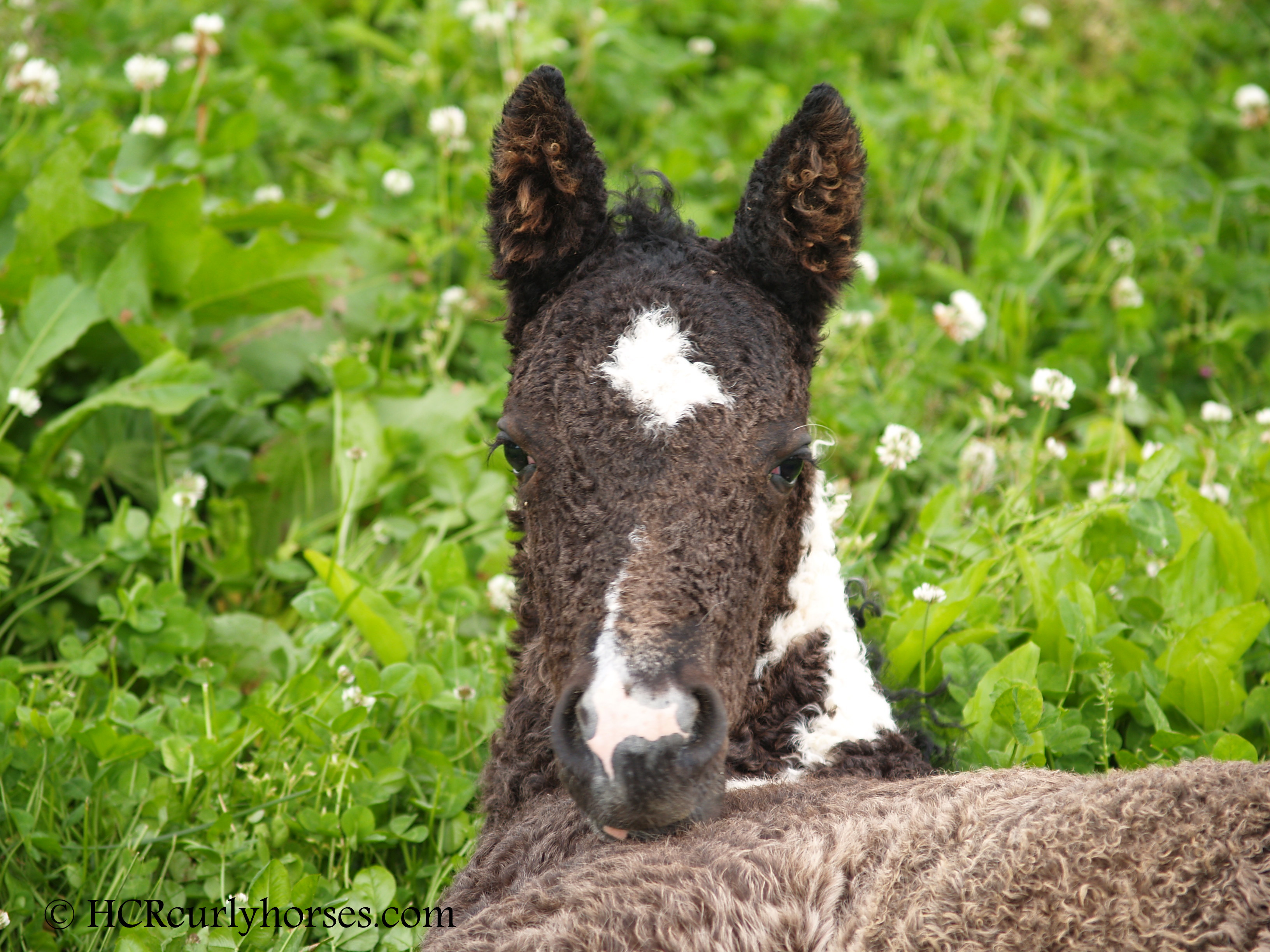 American Bashkir Curly Horse